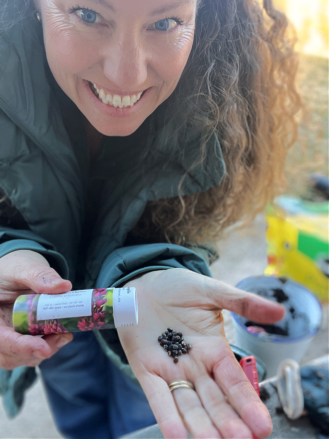 lupine seeds for winter sowing