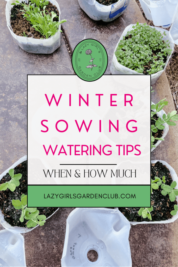 winter sowing watering tips