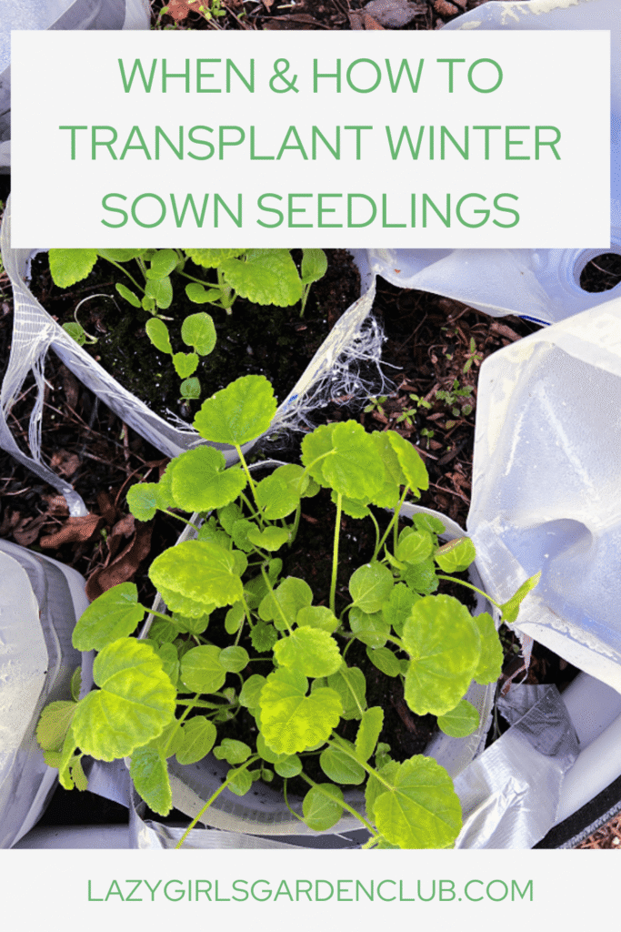 Not sure when to transplant winter sown seedlings? This easy guide walks you through exactly when and how to move your seedlings from milk jugs to your garden—perfect for beginner gardeners and cut flower lovers. Learn transplanting tips, timing, and how to avoid shock.