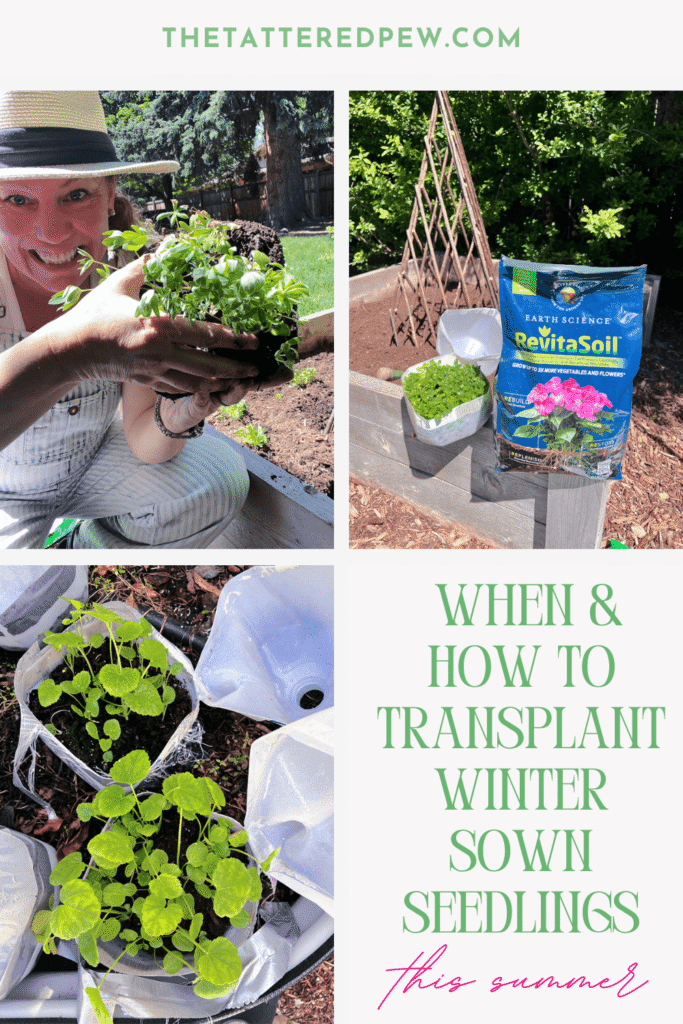 When & How to Transplant Winter Sown Seedlings