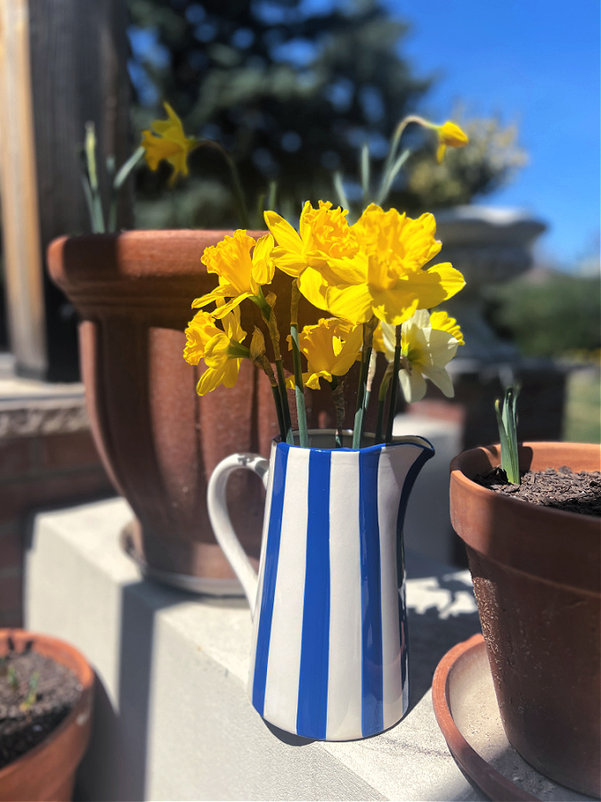 daffodils in a striped blue and white pitcher