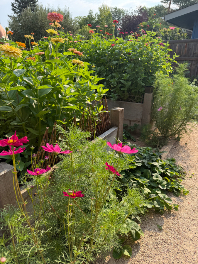 zinnias 2026