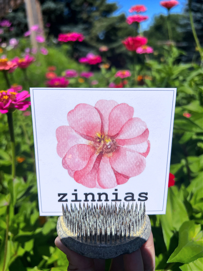 Zinnias Card on Flower Frog