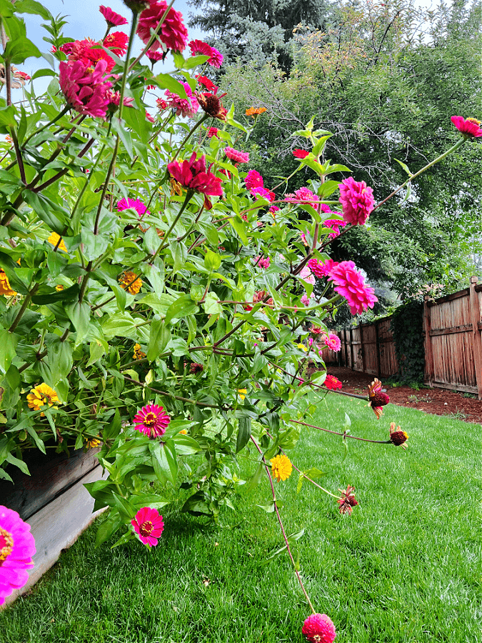 Zinnias for the Lazy Girl's Garden Club