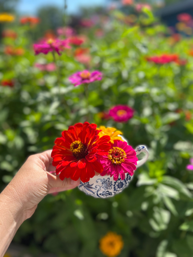 Zinnia love all summer!