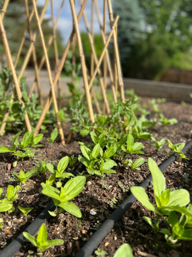 zinnia seedlings planted in a raised garden bed. Zinnias need to be planted at least ¼ inch deep into the soil. 