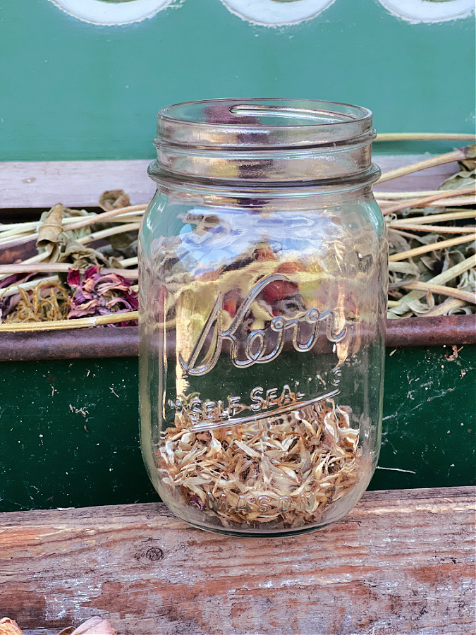 harvested zinnias in jar