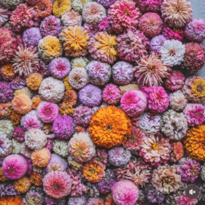 Baskets of Flower Farm Zinnias
