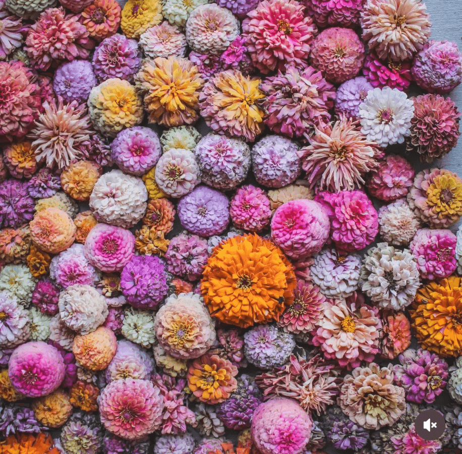 Baskets of Flower Farm Zinnias