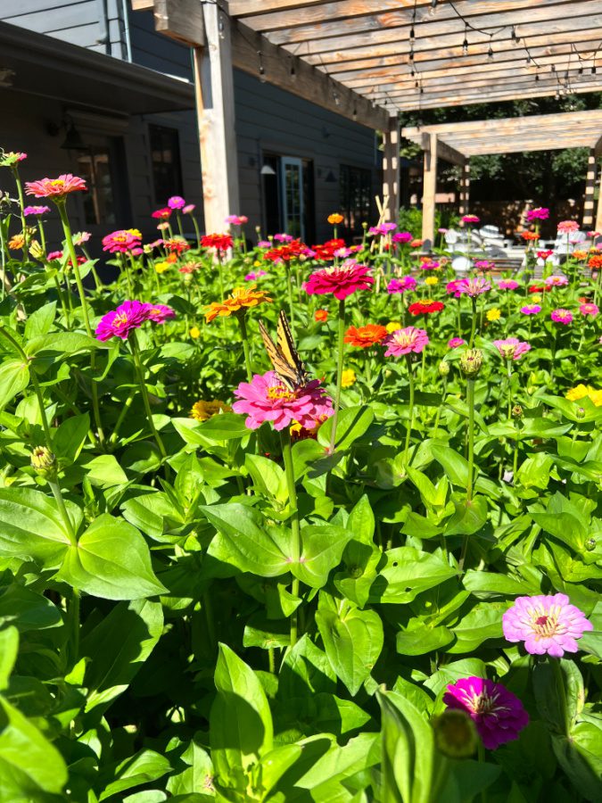 zinnias