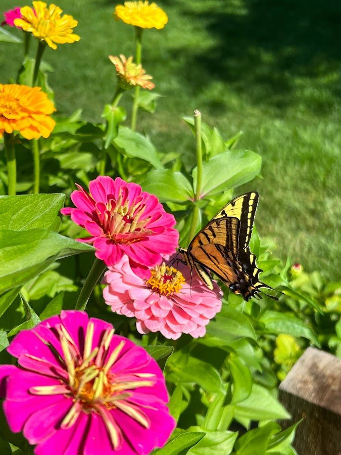 A butterffly on a beautiful zinnia bloom!