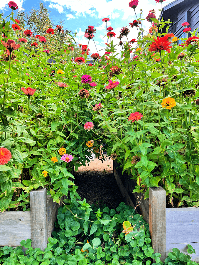 zinnias coming together after being deadheaded for more blooms