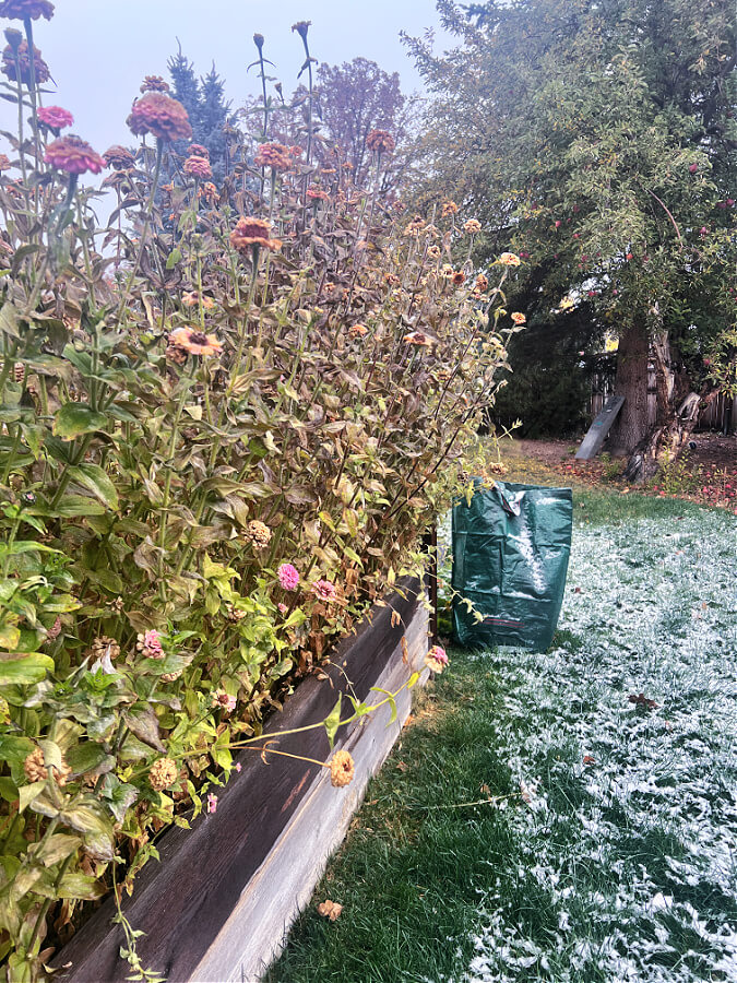 zinnias with snow