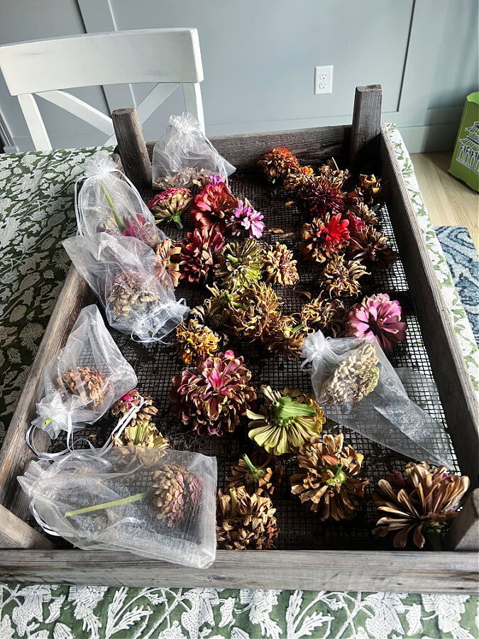 zinnias drying inside in tray