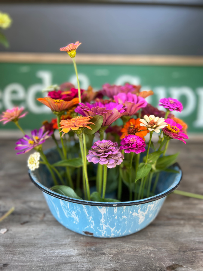 zinnias that can be harvested once they dry