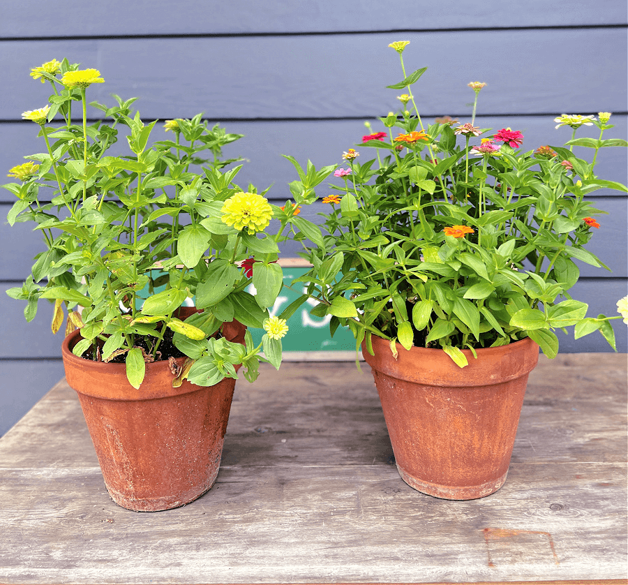 two flowering zinnia pots