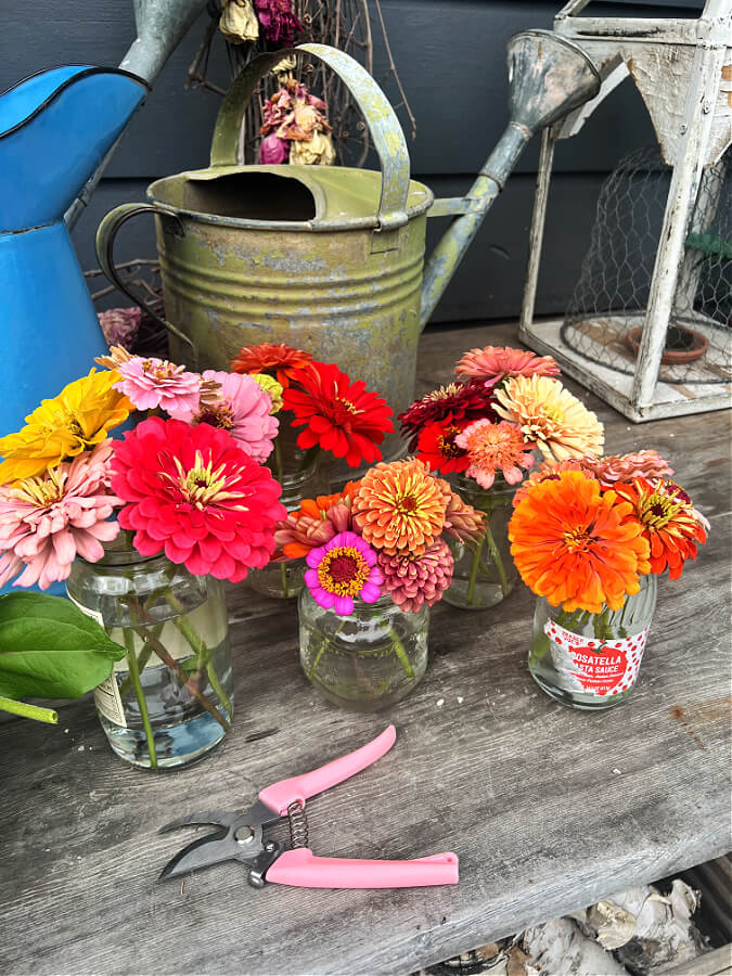 zinnia blooms in jars