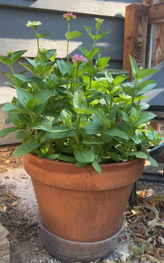 terra cotta pot with dwarf zinnias blooming