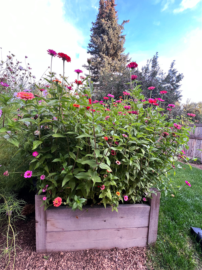 raised bed full of zinnia blooms