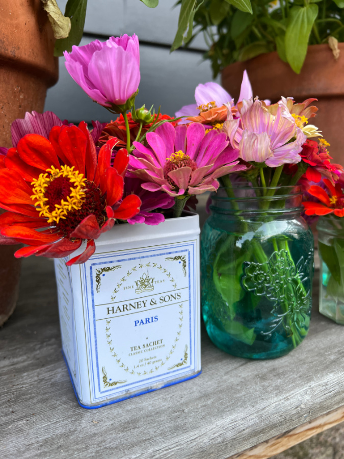 zinnias in tea a tin for guests