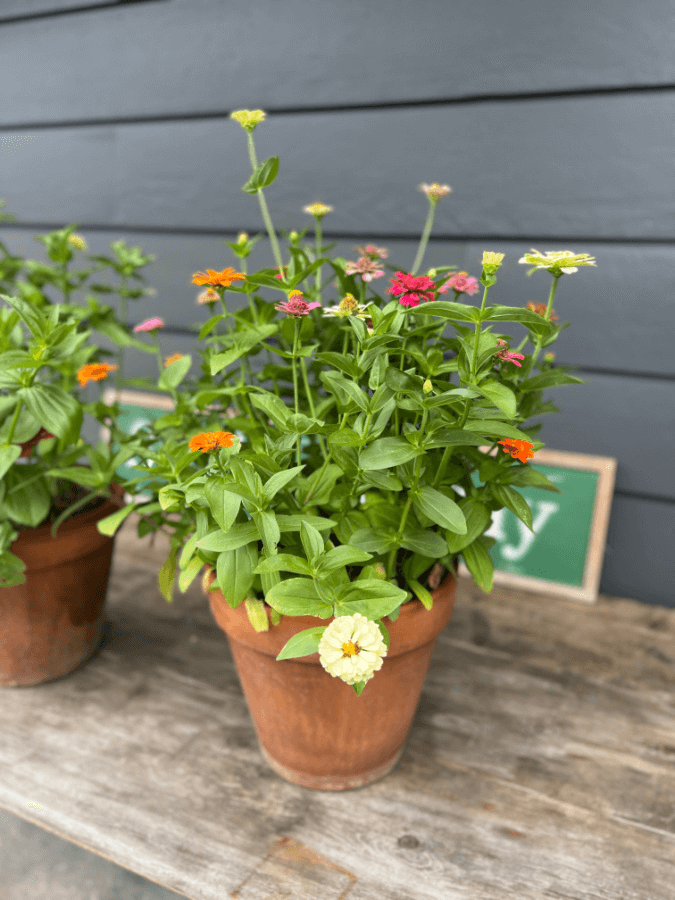 Zinnias planted and blooming in pots