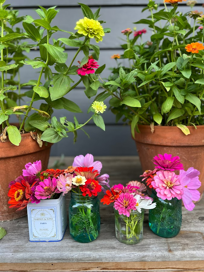 Zinnias in pots