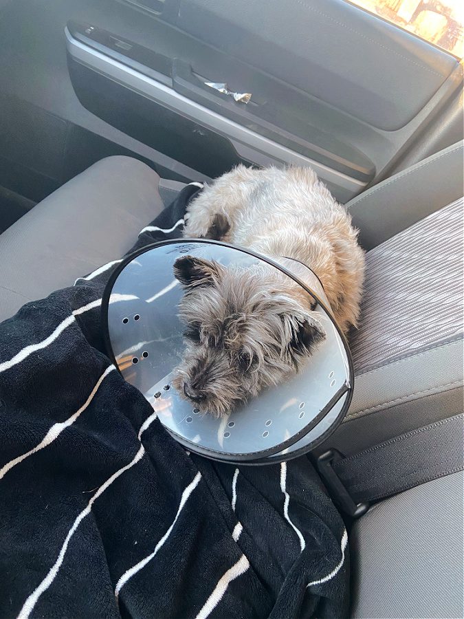 Zoey after surgery